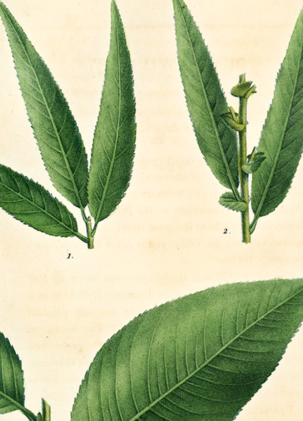 Why Black Willow Bark Belongs in Your Skincare Routine